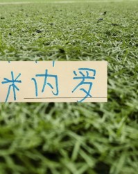 B体育-11号米内罗又更新训练照片 去年他可是14场联赛斩获8个球申花米神